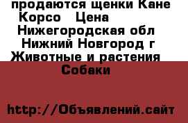 продаются щенки Кане Корсо › Цена ­ 25 000 - Нижегородская обл., Нижний Новгород г. Животные и растения » Собаки   